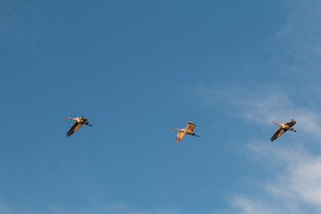 Sandhill Cranes in Flight