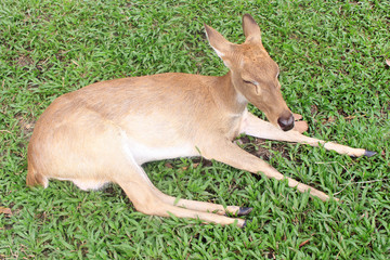 Eld 's deers on grass