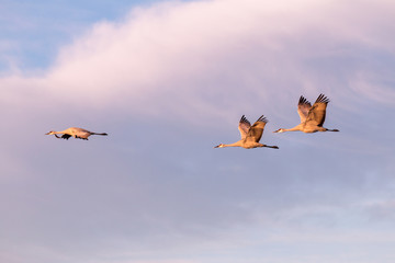 Sandhill Cranes in Flight