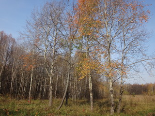 Лес с желтыми деревьями в осенний солнечный день