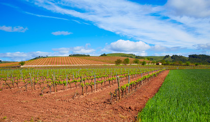 Fototapeta na wymiar La Rioja vineyard fields in The Way of Saint James
