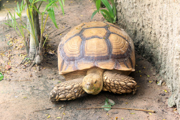 tortoise