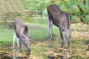 moose  (Alces alces)
