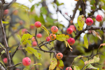 red apple on the tree in nature