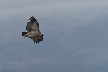 Cape Vulture 2