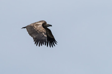 Cape Vulture 1
