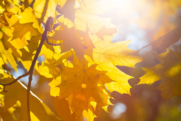 closeup small spring in a forest