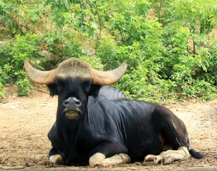 Gaur or Seladaing