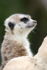 Fototapeta premium Meerkat (Suricata suricatta)