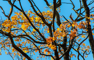 Autumn leaves on trees and blue sky
