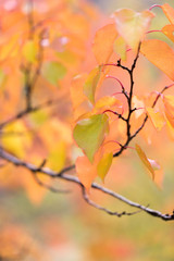 red leaves on a tree in autumn