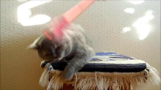 Lisa cat plays with a feather on a stick lying on a stool.