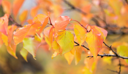 red leaves on a tree in autumn