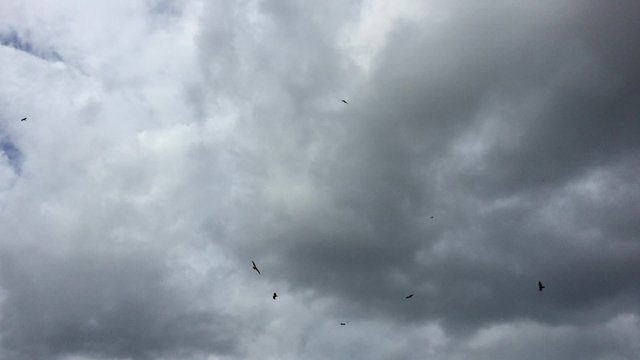Flock of eagles circling in the gray sky