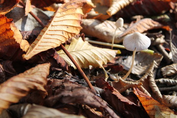 Mushroom between autumn leaves