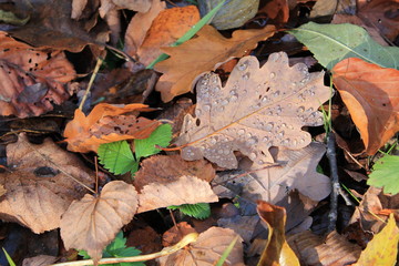 Water Drops on Oak Leave