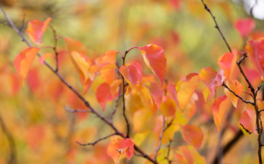 red leaves on a tree in autumn