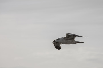 Seagull