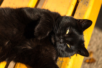 Katze auf Bank