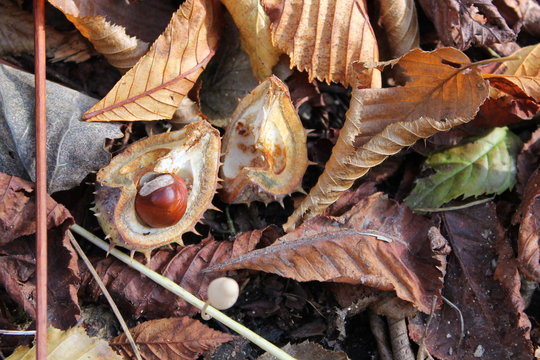 Tiny Chestnut between leaves