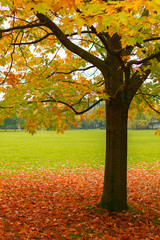 Single tree with brown leaves