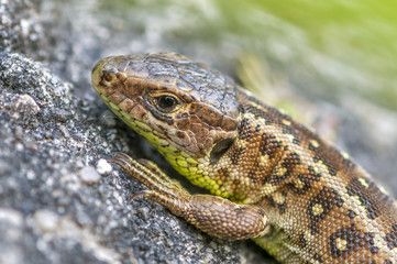 Salamander