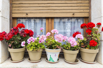 flower pots at the window with shutters