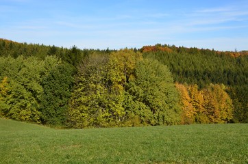 Herbstwald in Hügellandschaft