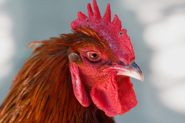 Head of red cock
