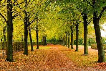 Fototapeta premium Alley with several trees and brown leaves