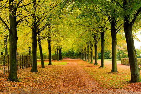 Alley with several trees and brown leaves