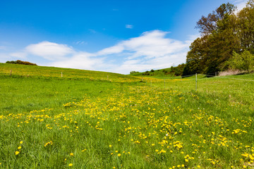 Obraz premium Bright sunny day at Alnwick Pastures, Northumberland