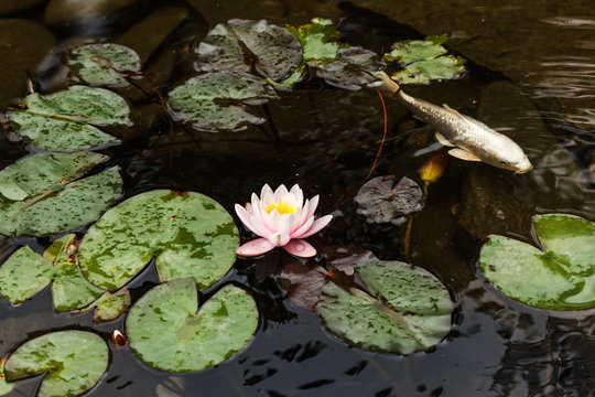 Lily, Gold Fish In A Man Made Pond.