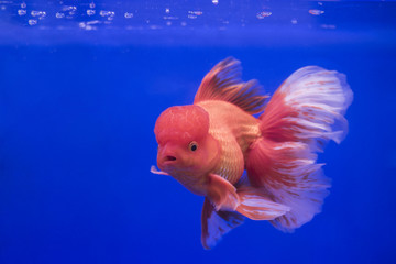 Fototapeta premium Goldfish oranda in the tank