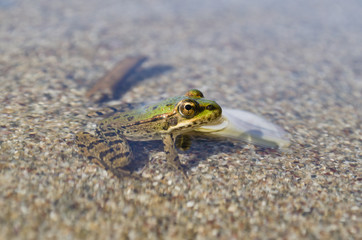 Young beautiful frog resting in the water of the small river