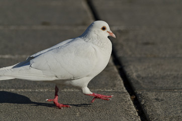 Beautiful view of a white pigeon walking on the ground