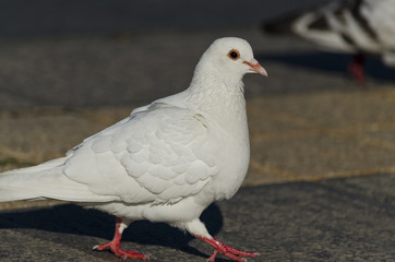 Beautiful view of a white pigeon walking on the ground