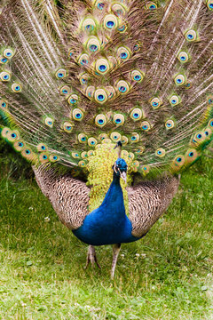 Peacock, colorful tail