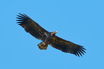 White Tailed Eagle (Haliaeetus albicilla)