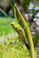 Grasshopper on a leaf