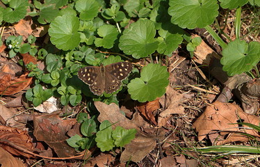 Waldbrettspiel, Schmetterling, Pararge aegeria