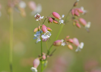 Michigan wild flowers in the grass
