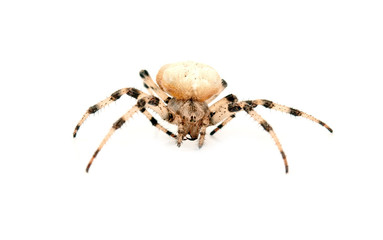cross spider