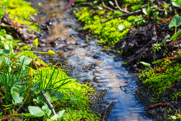 closeup small spring in a forest
