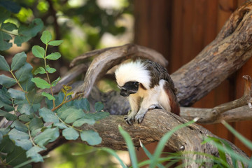 Cotton-top Tamarin Monkey