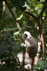 Cotton-top Tamarin Monkey
