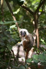 Cotton-top Tamarin Monkey