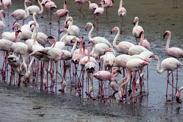 Fototapeta premium lesser flamingo colony and Rosa Flamingo in Walvisbaai, Namibia