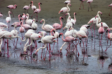 lesser flamingo colony and Rosa Flamingo in Walvisbaai, Namibia