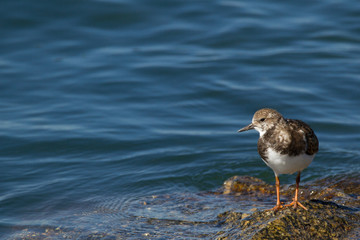Ruddy Turnstone
